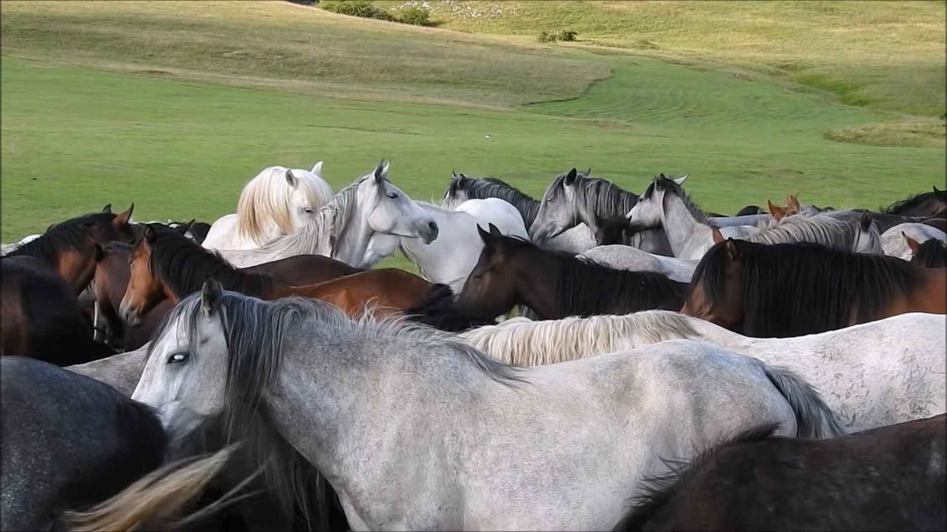 Divlji konji Livna: gde ih videti, kako do njih i kada ići